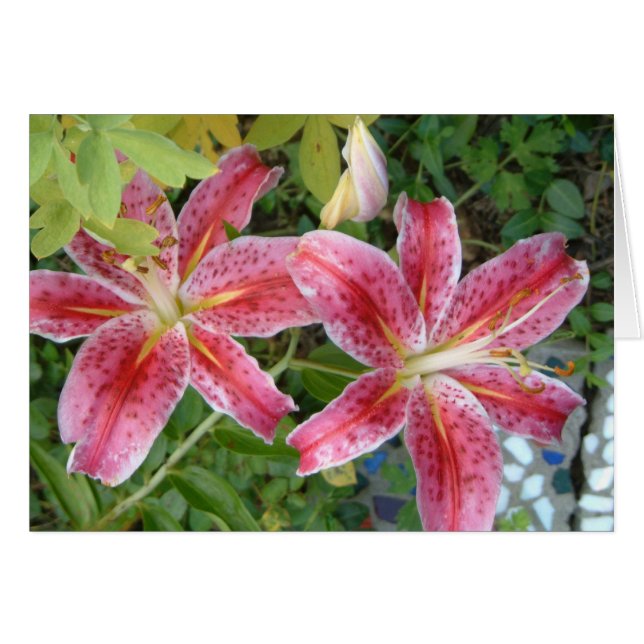 Stargazer Lilies Jardin Floral (Devant horizontal)