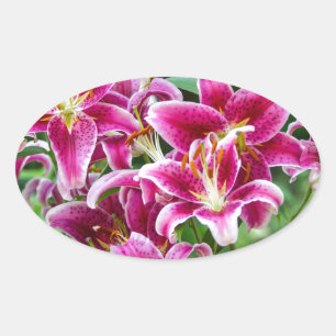 Stargazer Lilies Oval Sticker