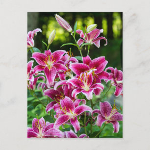 Stargazer Lilies Postcard