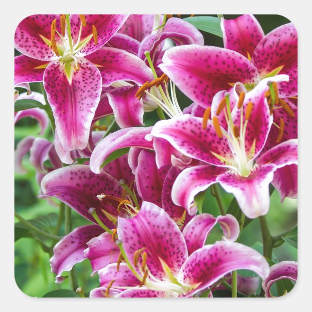 Stargazer Lilies Square Sticker (Front)