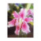 stargazer lilles #2