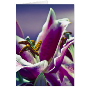 Stargazer Lily