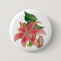 Stargazer Lily