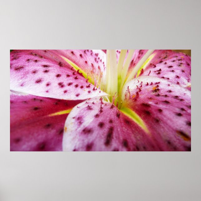 Stargazer Lily Bright Magenta Floral Poster (Front)