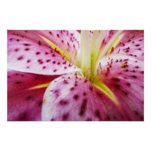 Stargazer Lily Bright Magenta Floral Poster