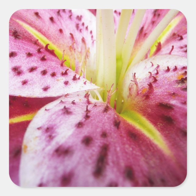 Stargazer Lily Bright Magenta Floral Square Sticker (Front)