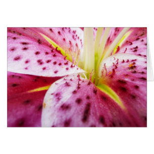 Stargazer Lily brillant Magenta Floral