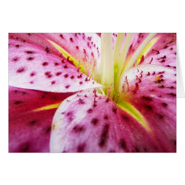 Stargazer Lily brillant Magenta Floral (Devant horizontal)