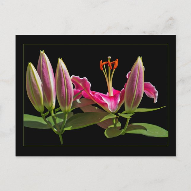 Stargazer Lily Buds and Bloom Postcard (Front)