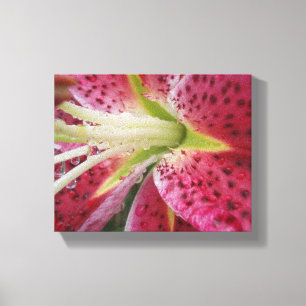 Stargazer Lily Canvas Print