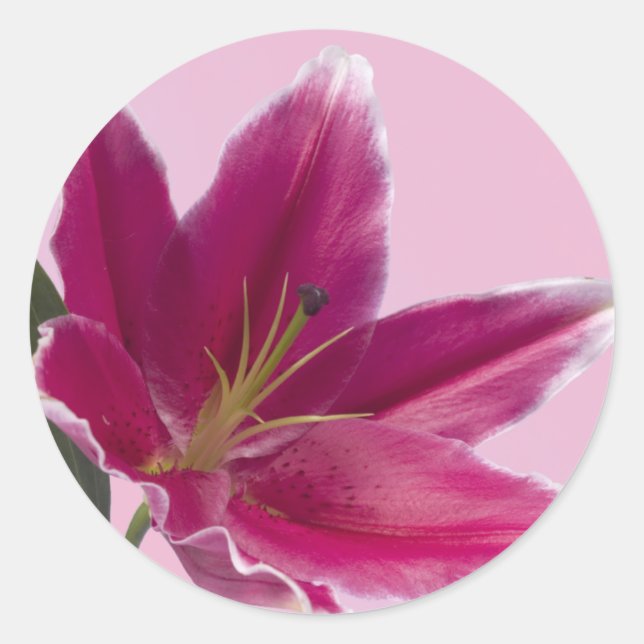 Stargazer Lily Classic Round Sticker (Front)