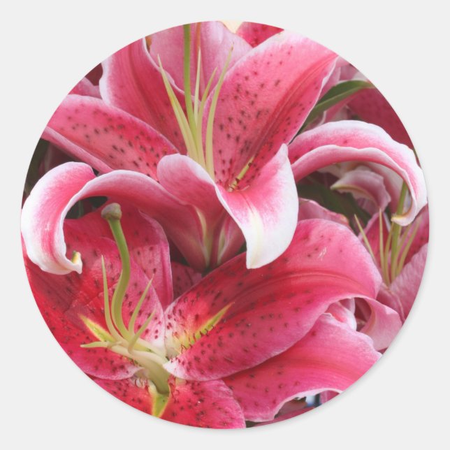 Stargazer Lily Classic Round Sticker (Front)