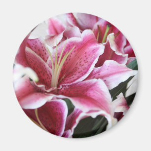 Stargazer Lily Magnet