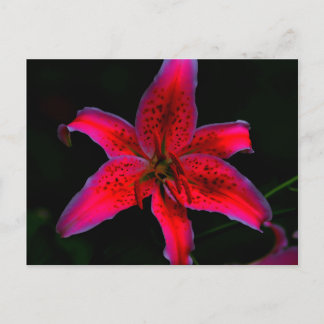 Stargazer Lily Postcard