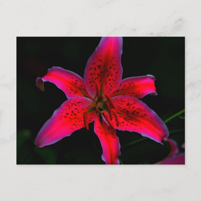 Stargazer Lily Postcard (Front)
