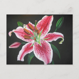 Stargazer lily postcard