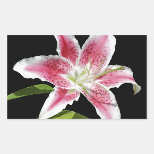 Stargazer Lily Sticker
