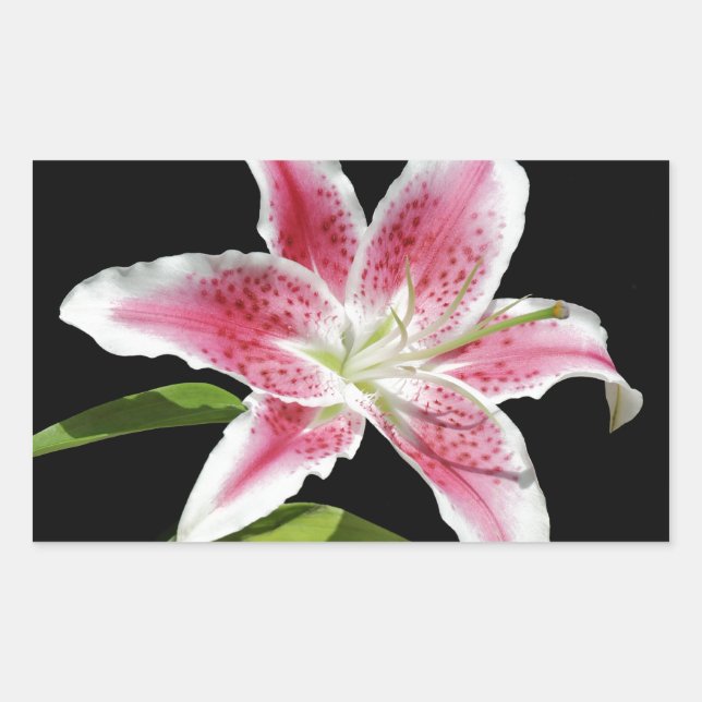 Stargazer Lily Sticker (Front)