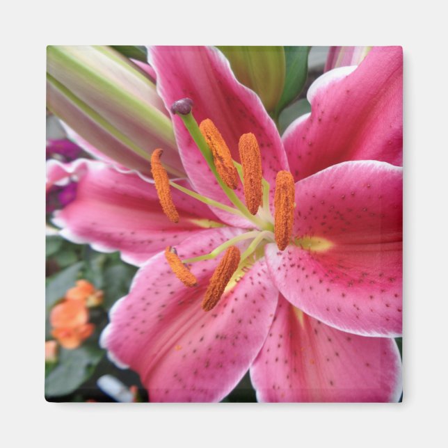 Stargazer Magnet (Front)