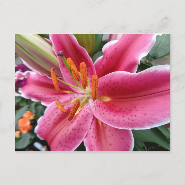 Stargazer Postcard (Front)