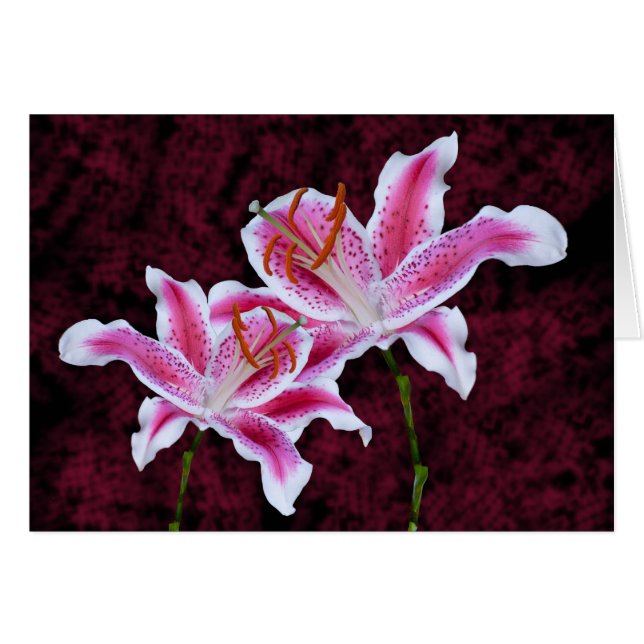 Stargazer rose et blanc Lily Close Up Photographie (Devant horizontal)