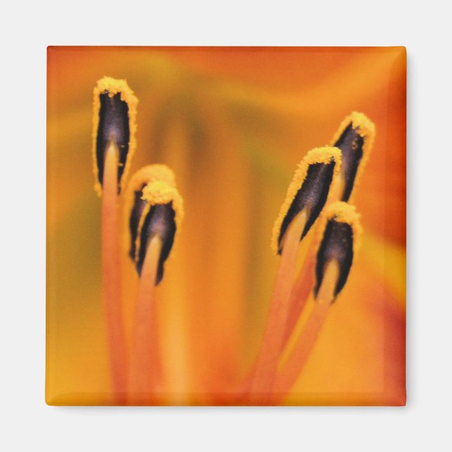 Stargazer Stamen Magnet (Front)