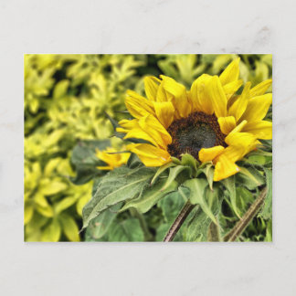 Staring at the sun... postcard