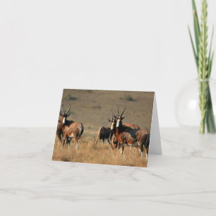 Staring blesbok note card