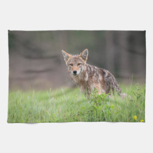 Staring Brown Coyote Photography, On a Field Kitchen Towel