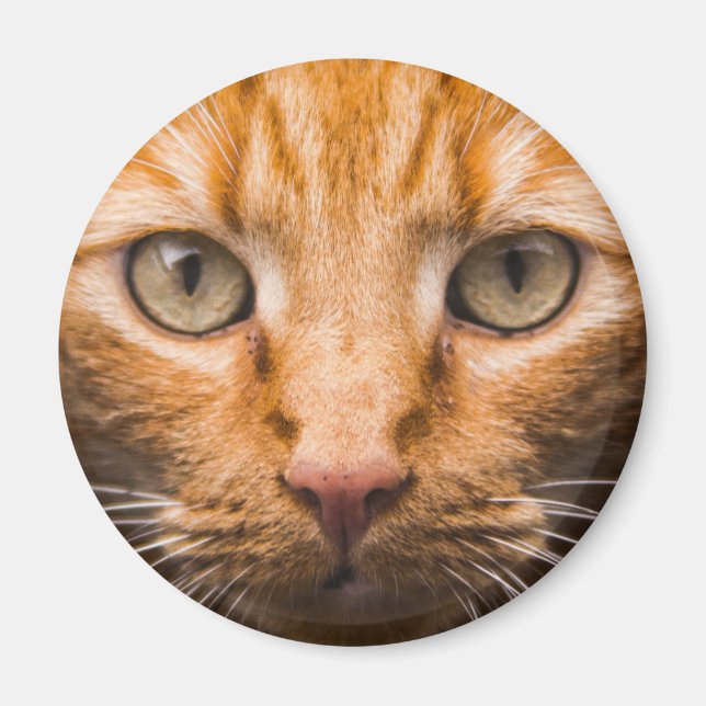 Staring Cat magnets (Front)