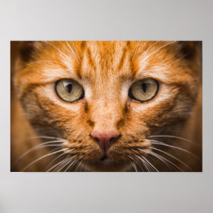 Staring Cat poster