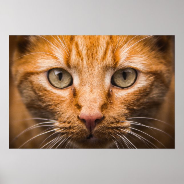 Staring Cat poster (Front)