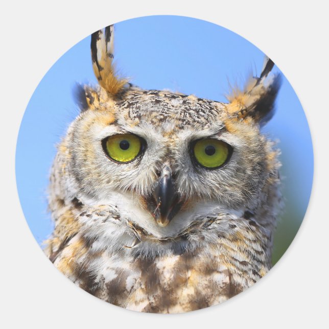Staring Contest with a Beautiful Great Horned Owl Classic Round Sticker (Front)