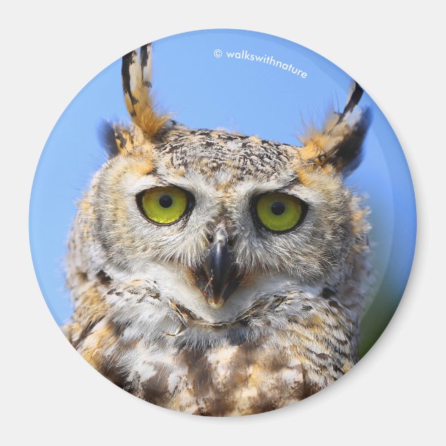 Staring Contest with a Beautiful Great Horned Owl Magnet (Front)