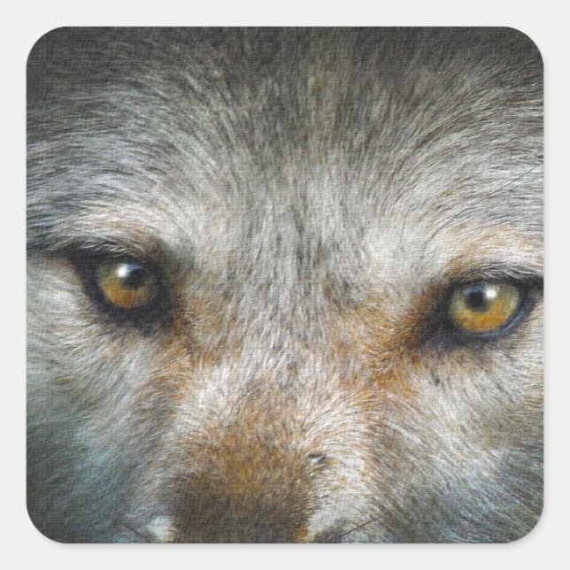 Staring Grey Wolf Eyes Wildlife Art Square Sticker (Front)