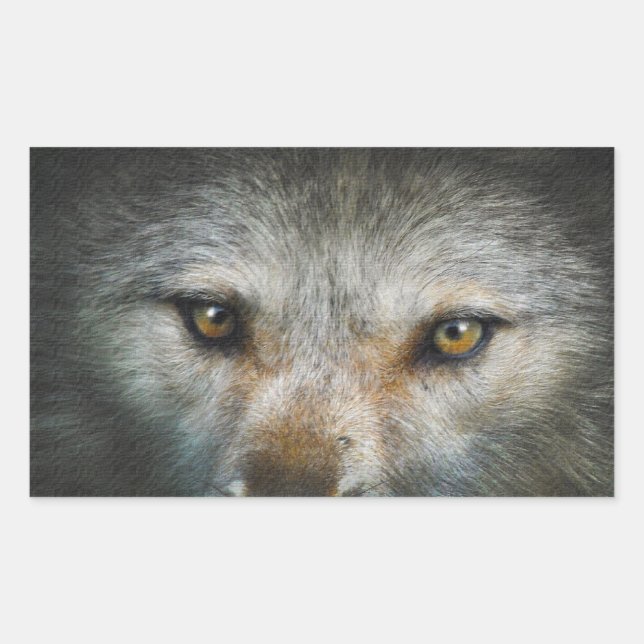 Staring Grey Wolf Eyes Wildlife Art Sticker (Front)