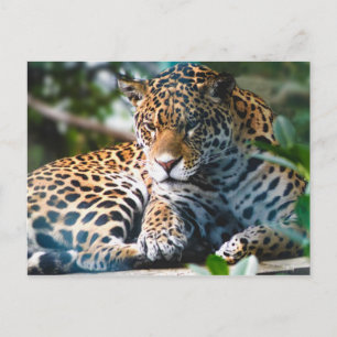 Staring Leopard Postcard