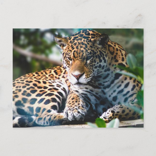 Staring Leopard Postcard (Front)