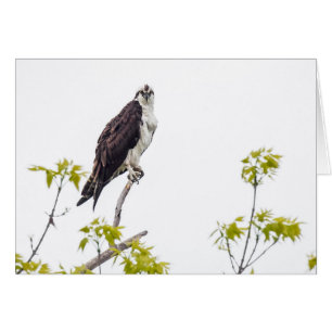 Staring Osprey