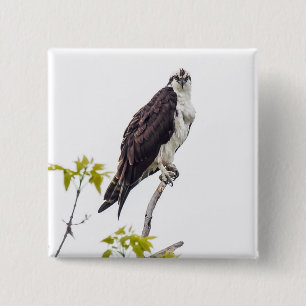 Staring Osprey 2 Inch Square Button