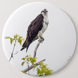 Staring Osprey 6 Inch Round Button