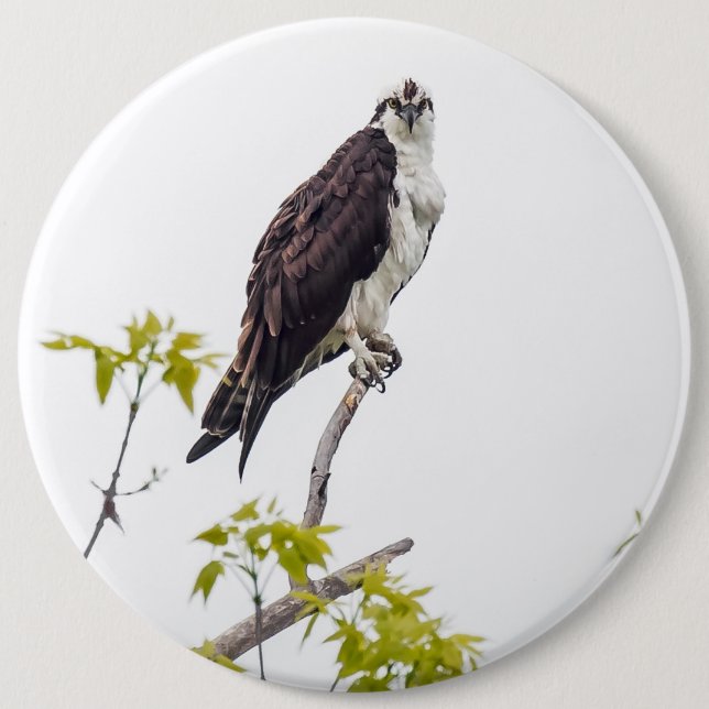 Staring Osprey 6 Inch Round Button (Front)
