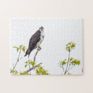 Staring Osprey Jigsaw Puzzle