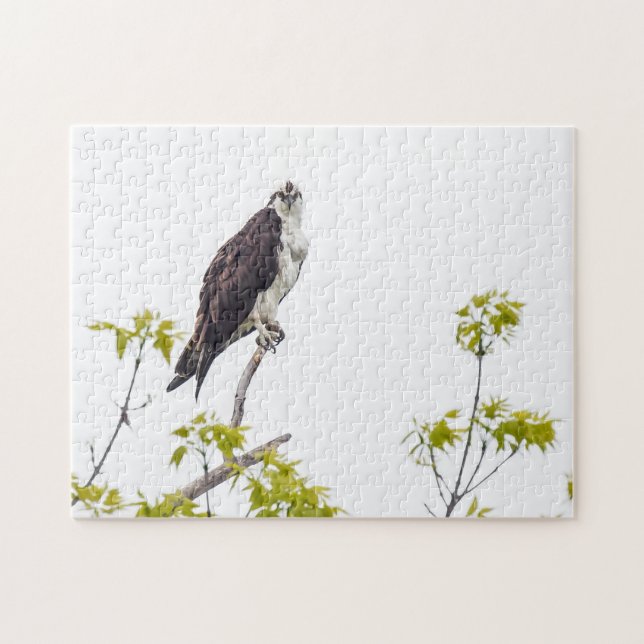 Staring Osprey Jigsaw Puzzle (Horizontal)