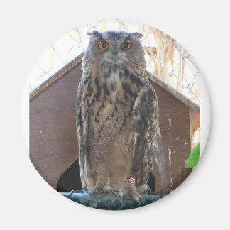 Staring owl magnet