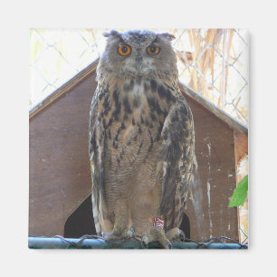 Staring owl magnet