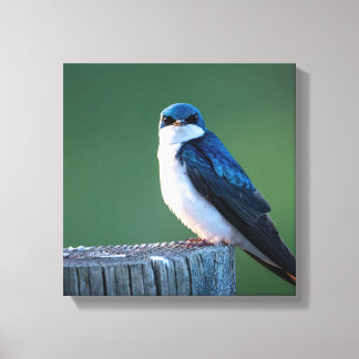 Staring Sparrow Canvas Print