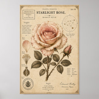 Starlight Rose Victorian Botanical Museum Print