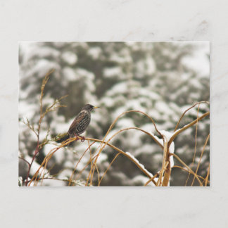 Starling bird in the Snow Postcard