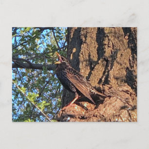 Starling Bird Postcard